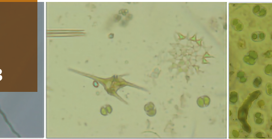 Salute e sicurezza nelle biotecnologie industriali: Monitoraggio e valutazione degli impatti di bioraffinerie microalgali
